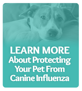 Learn more about protecting your pet from canine influenza