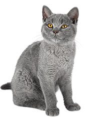 gray cat