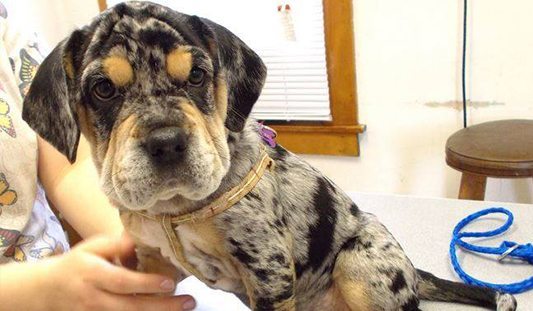 small dog being examined